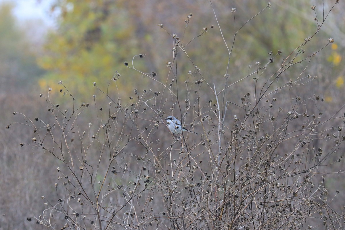 Loggerhead Shrike - ML646620165