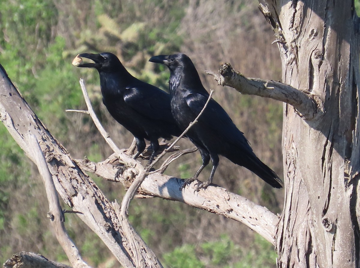 עורב שחור - ML646620166
