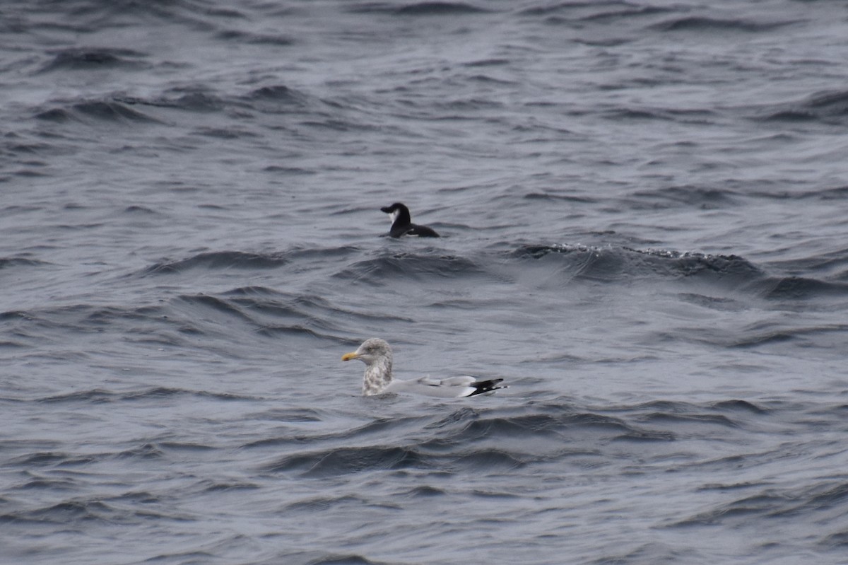 Razorbill - ML646620168