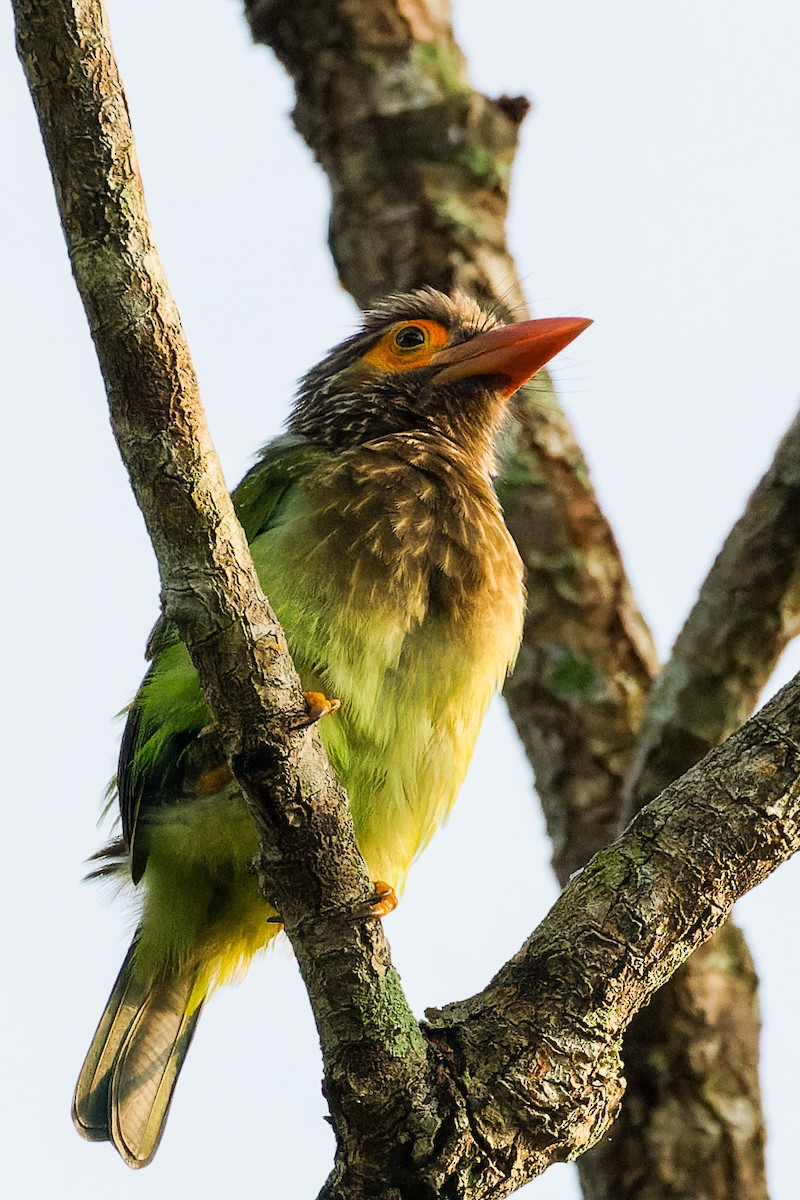 barbet hnědohlavý - ML646620170