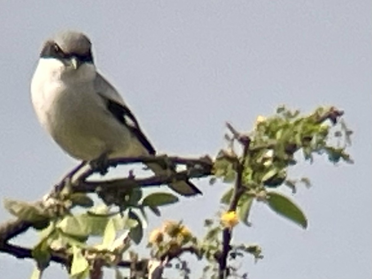 amerikavarsler - ML646620171