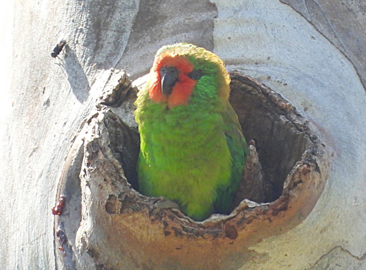 Little Lorikeet - ML646620173