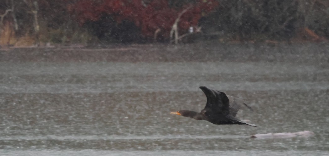 Double-crested Cormorant - ML646620174