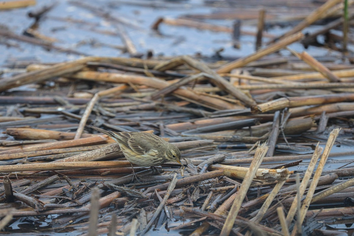 Spioncello del Pacifico - ML646620175