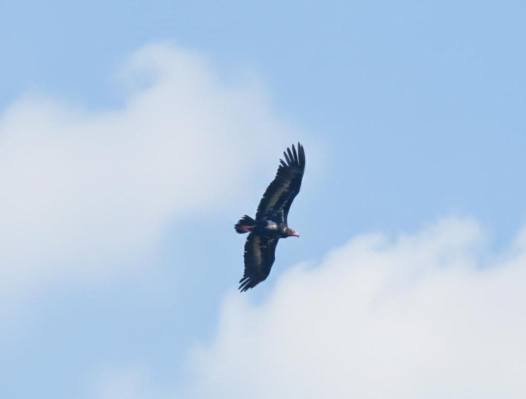 Red-headed Vulture - ML646620177