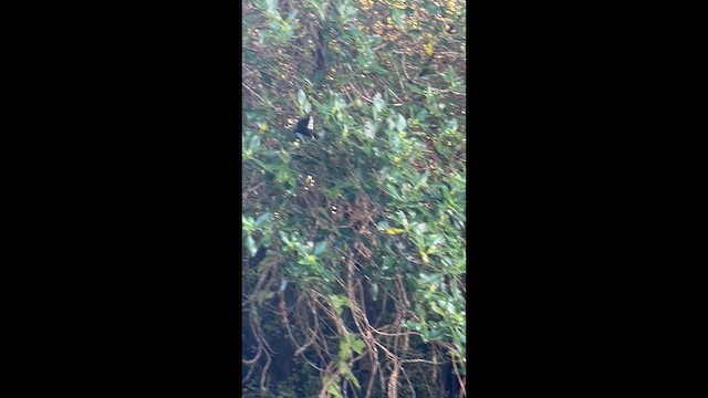 Віялохвістка новозеландська - ML646620180