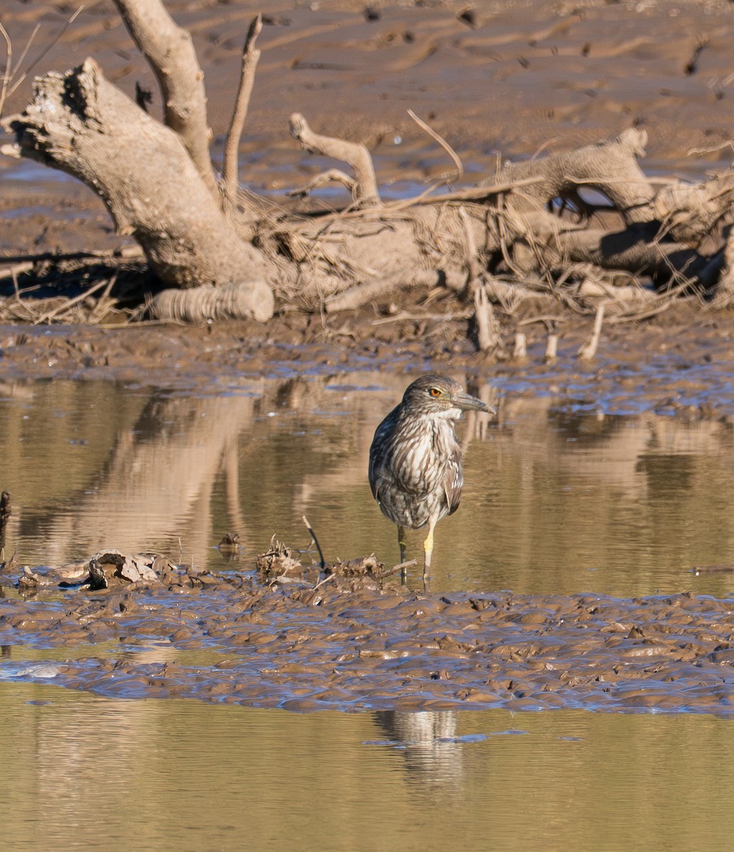 Black-crowned Night Heron - ML646620181