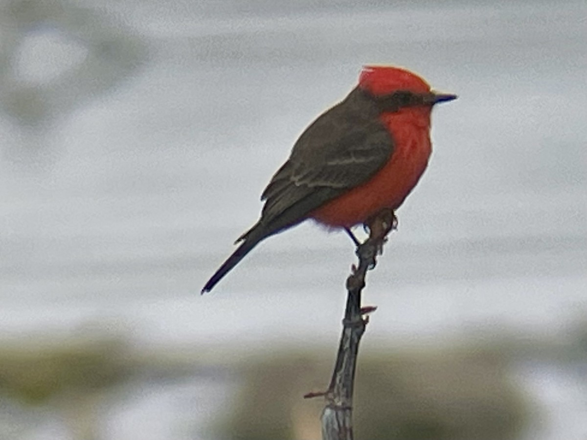 Rubintyrann - ML646620182