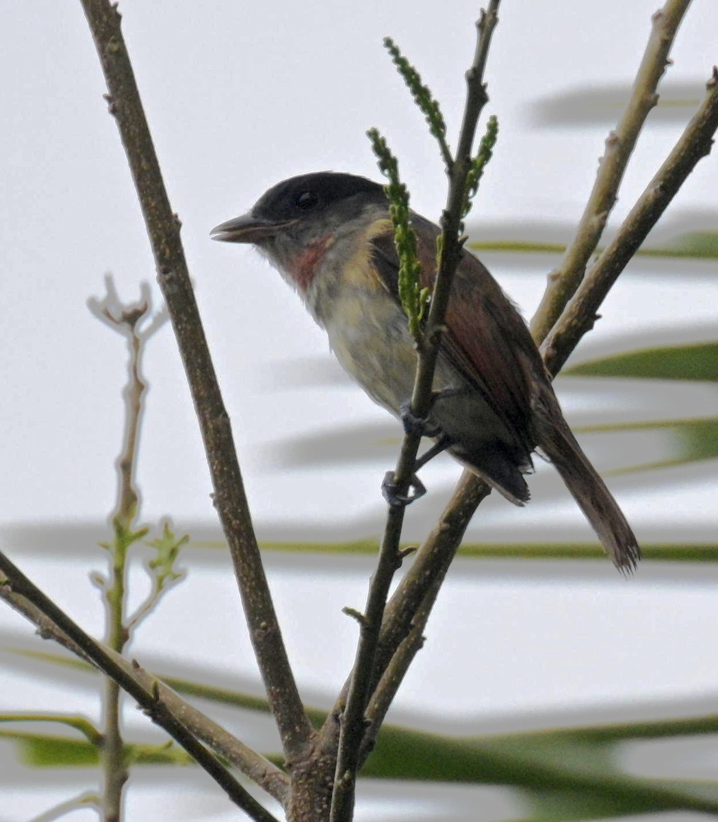 Rose-throated Becard - ML646620183