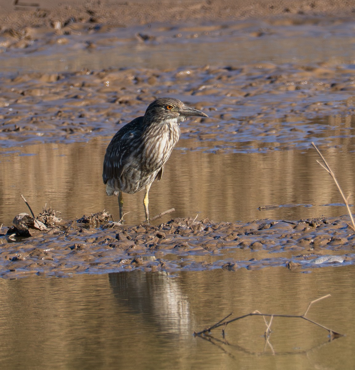 Black-crowned Night Heron - ML646620185