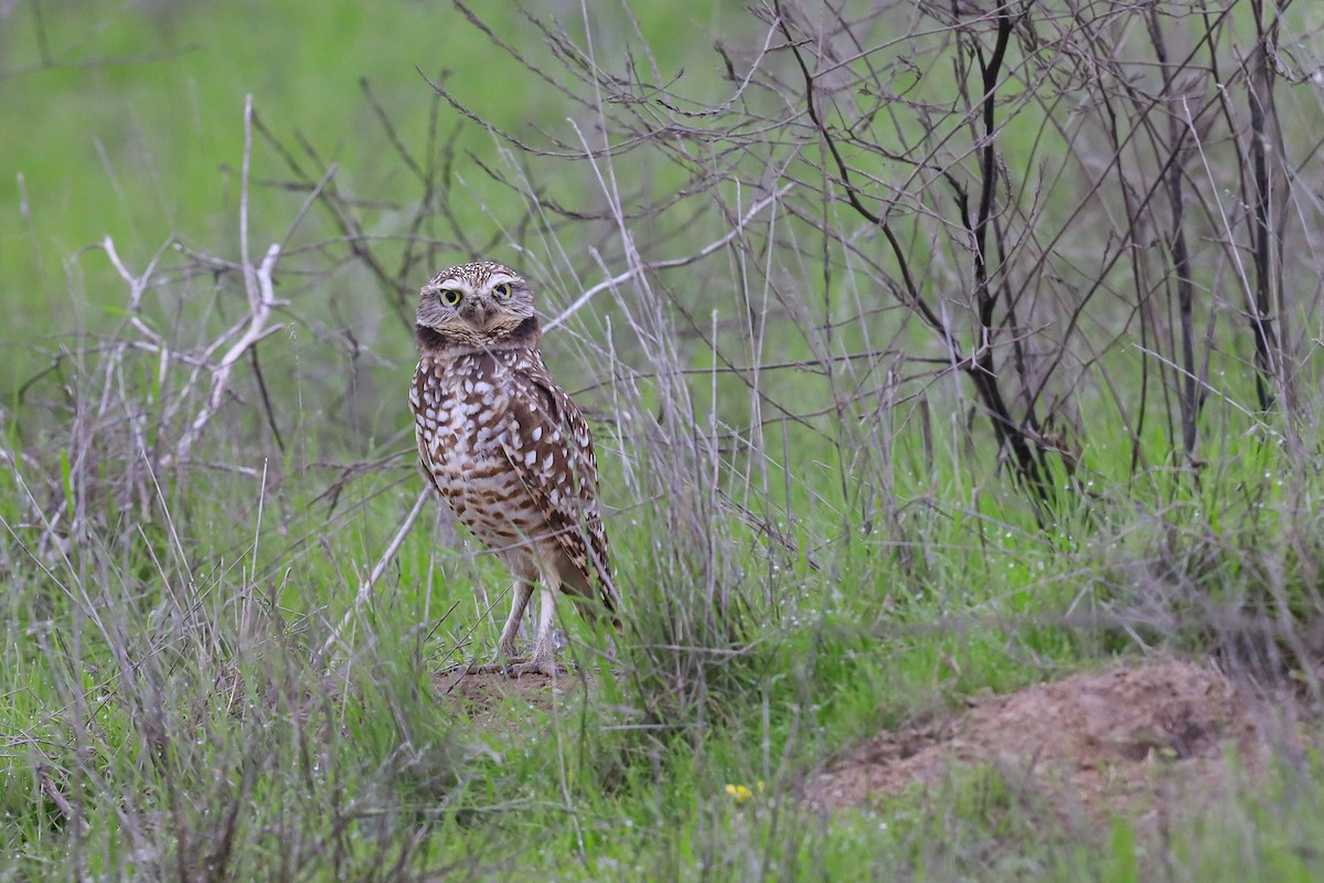 Burrowing Owl - ML646620191