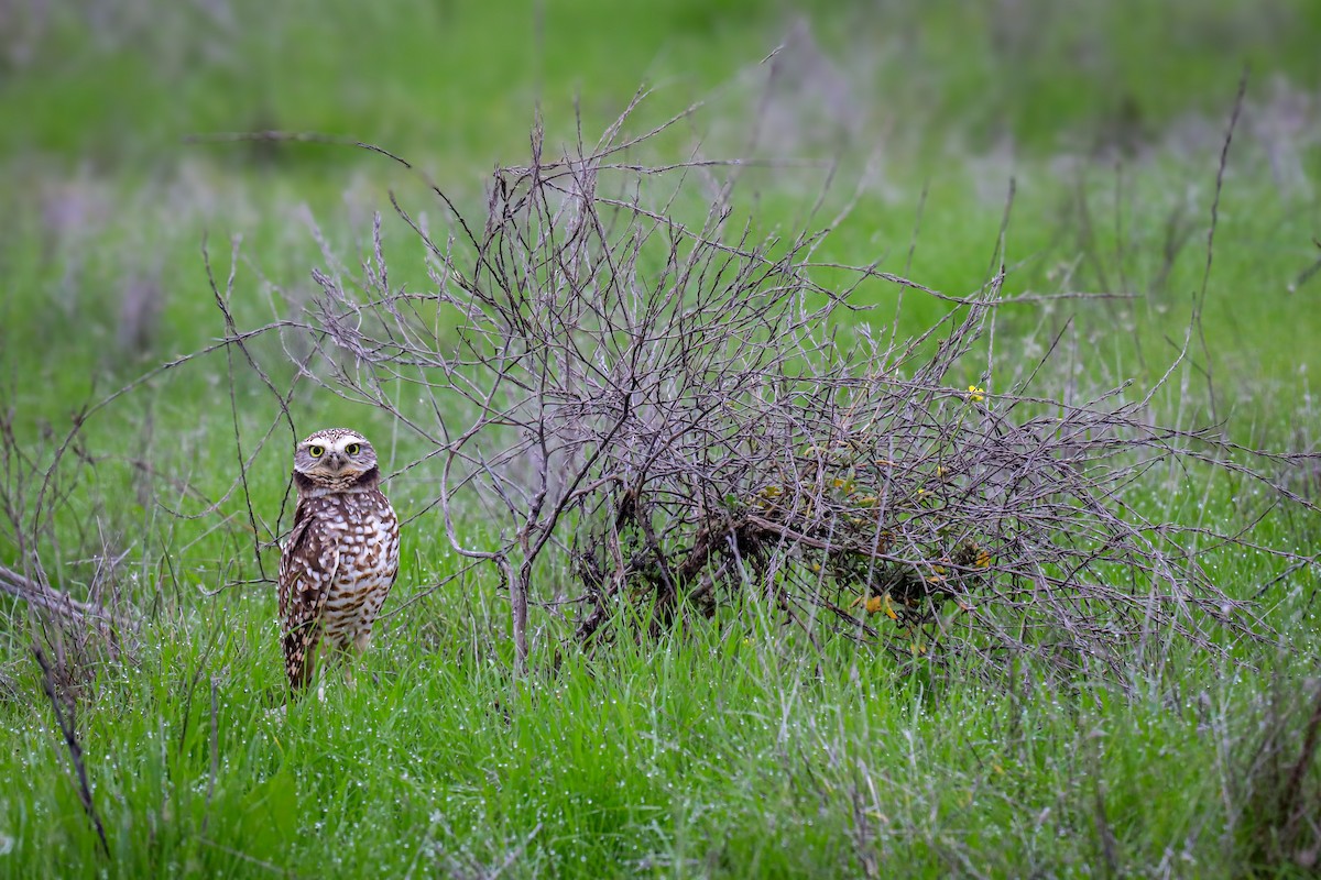 Burrowing Owl - ML646620192