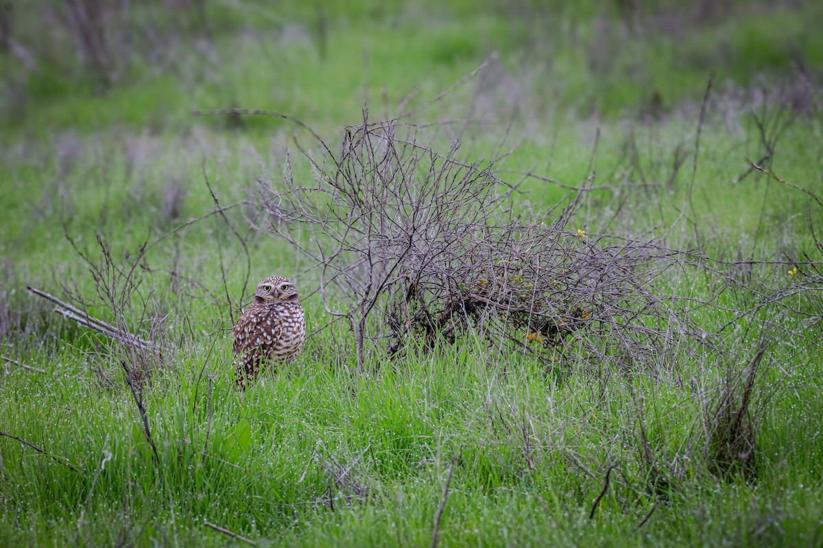 Burrowing Owl - ML646620193
