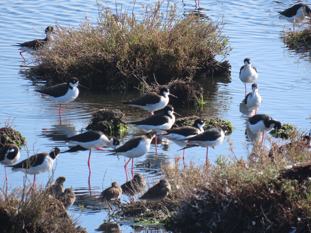 Black-necked Stilt - ML646620195