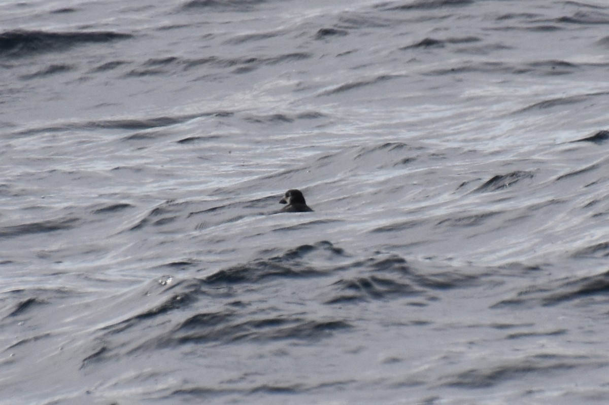 Atlantic Puffin - ML646620196