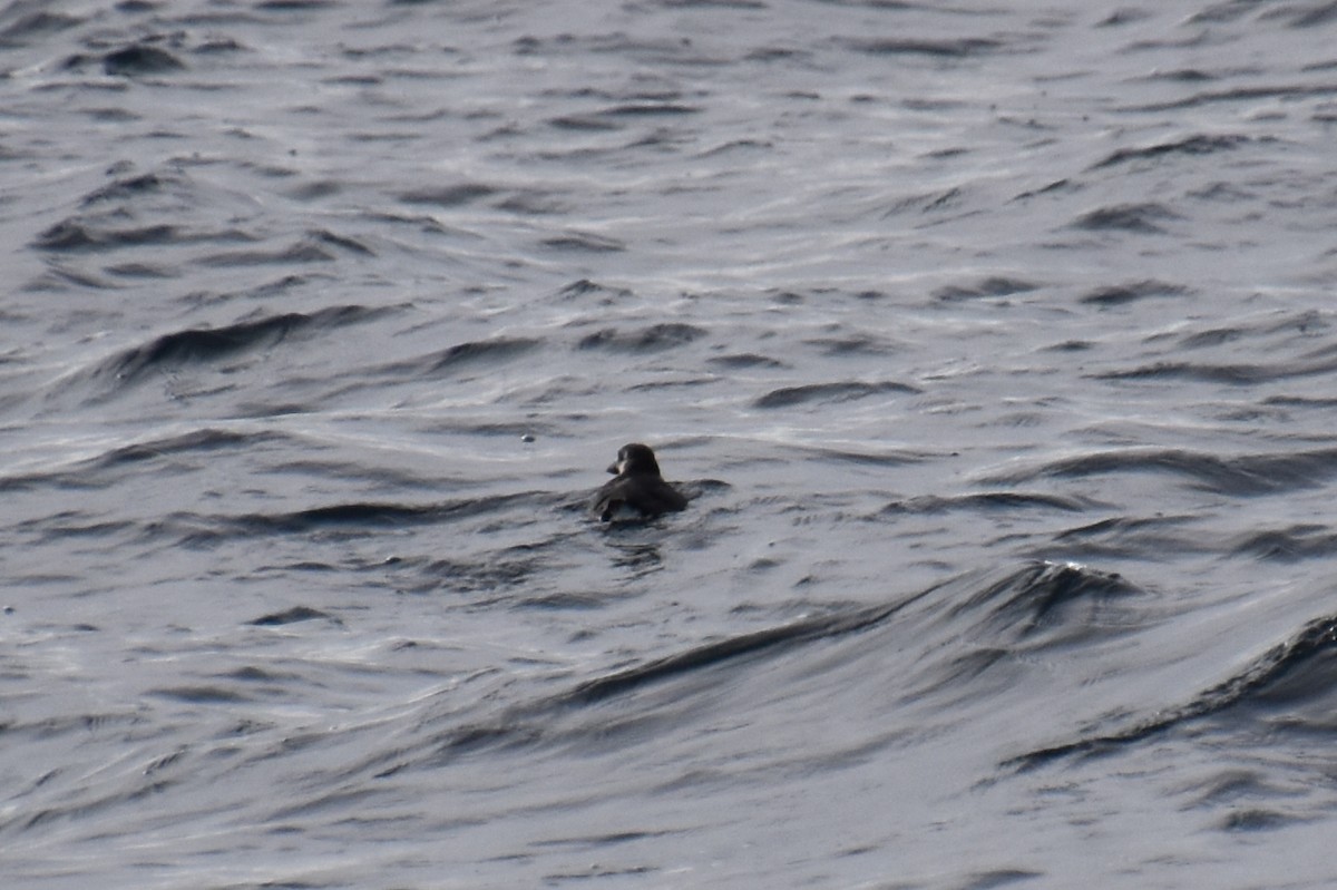 Atlantic Puffin - ML646620197