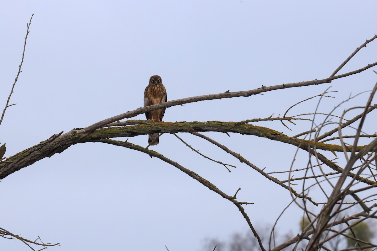 Northern Harrier - ML646620199