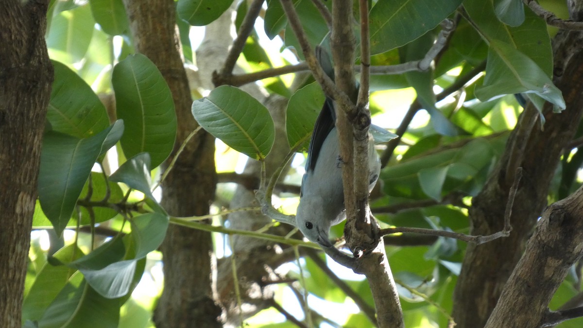 Blue-gray Tanager - ML646620200