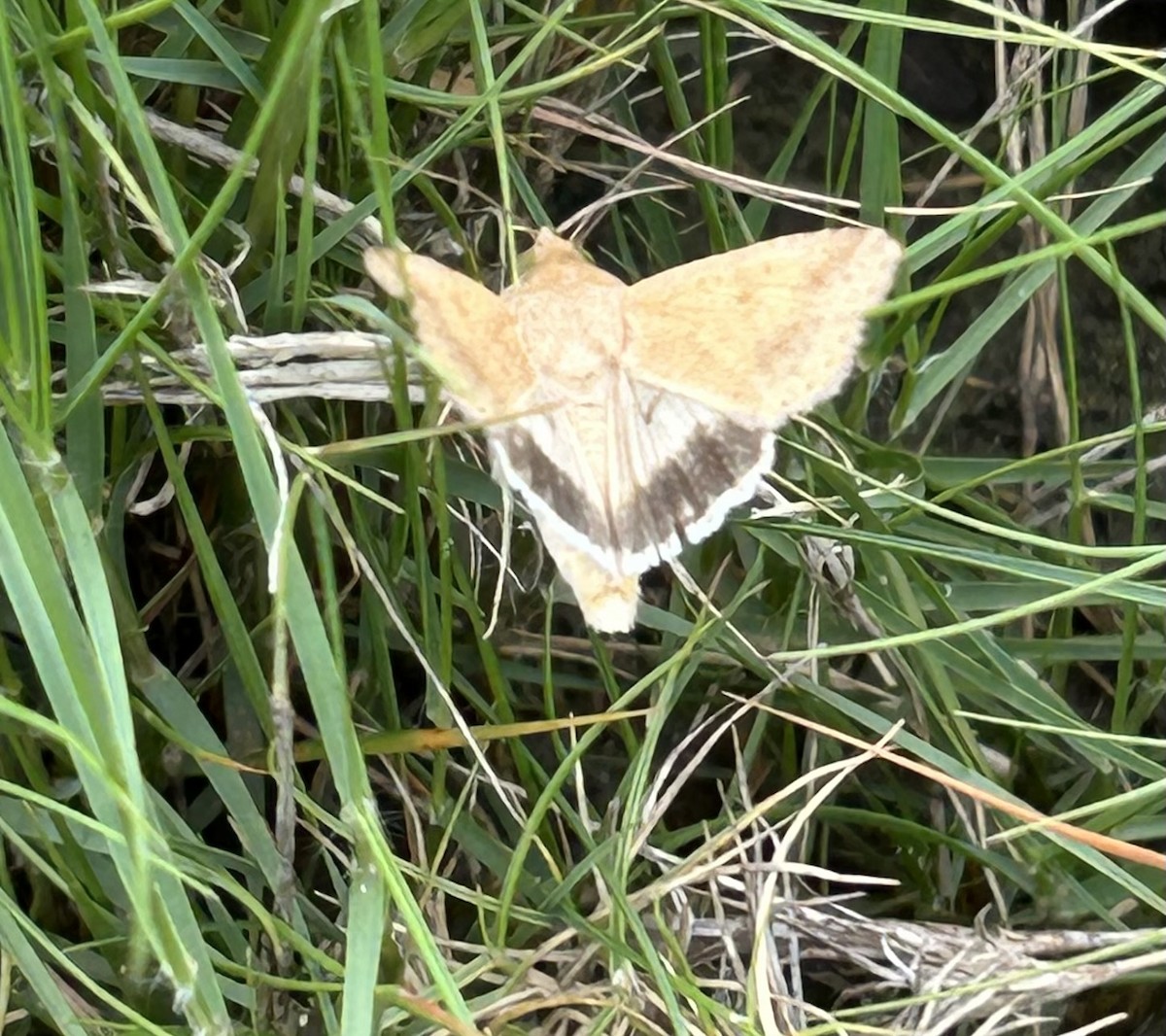 Australian Fruitworm - ML646620203