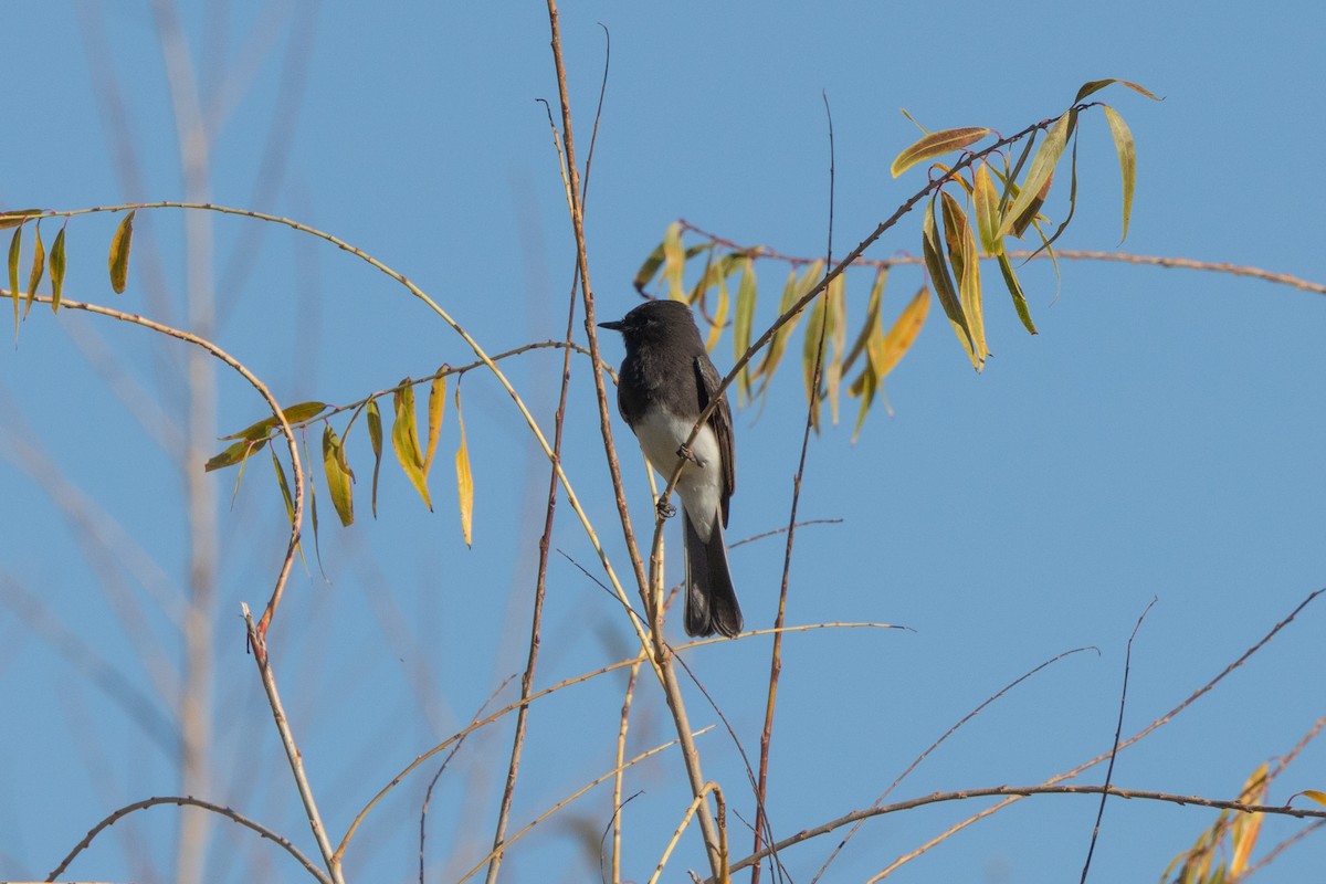 Black Phoebe - ML646620204