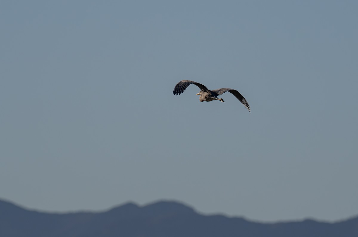 Great Blue Heron - ML646620206