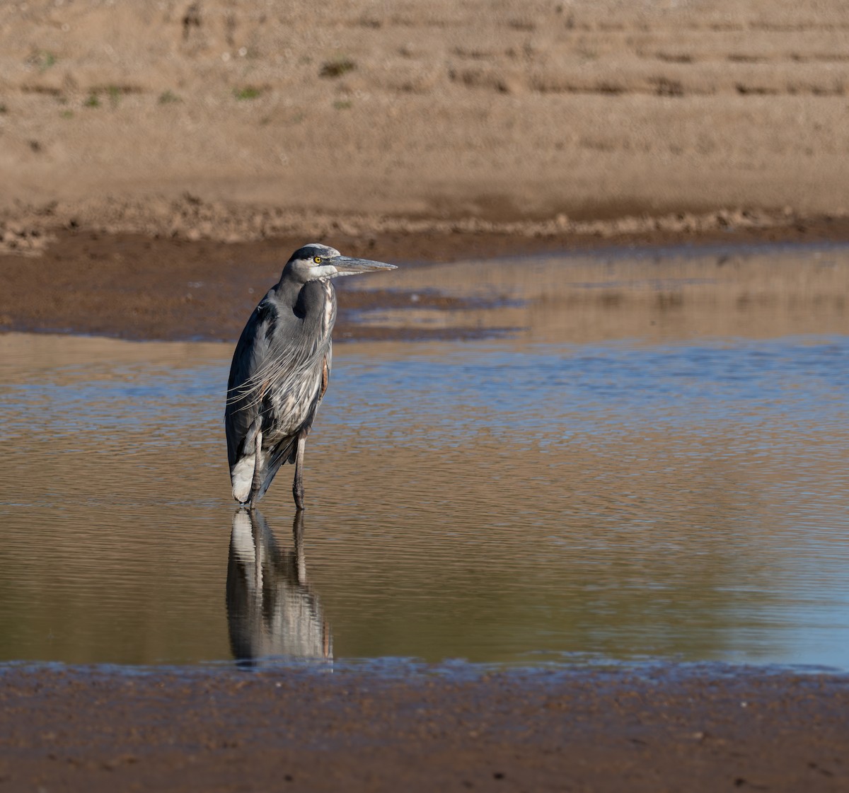 Great Blue Heron - ML646620207
