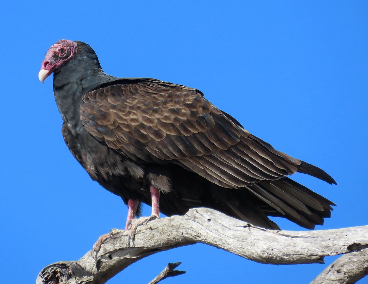 Turkey Vulture - ML646620208
