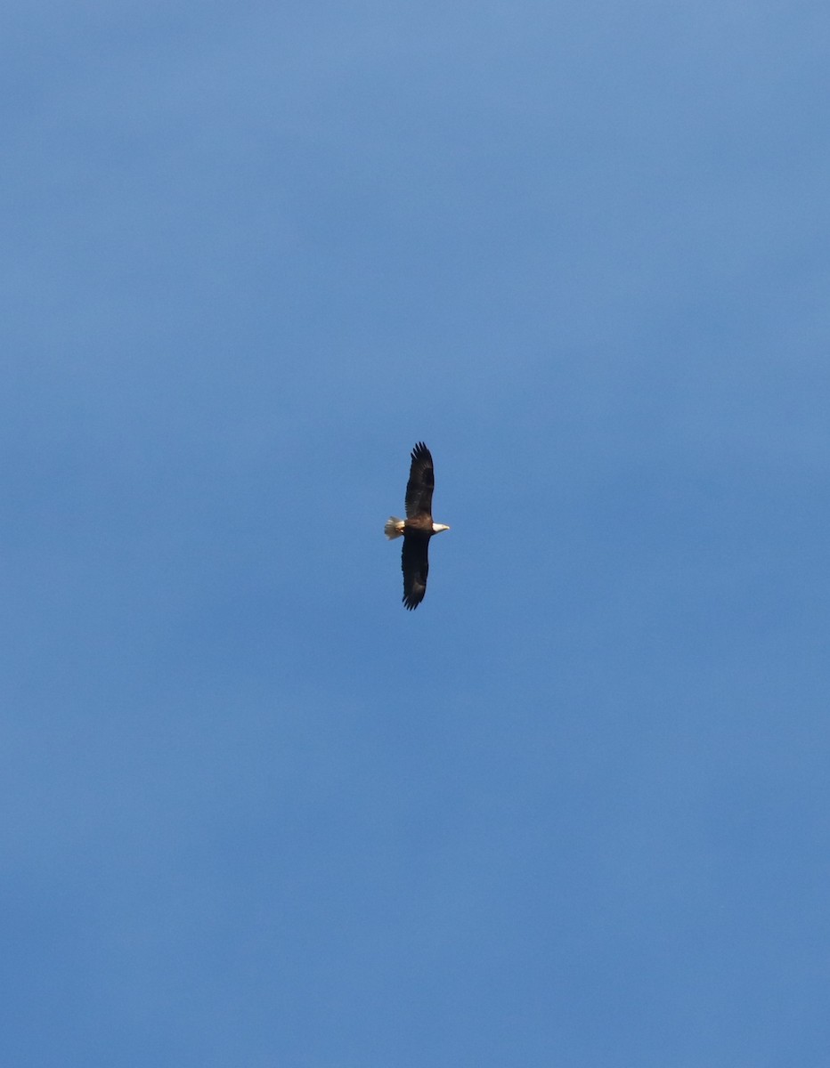 ハクトウワシ - ML646620209