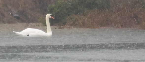 Mute Swan - ML646620211