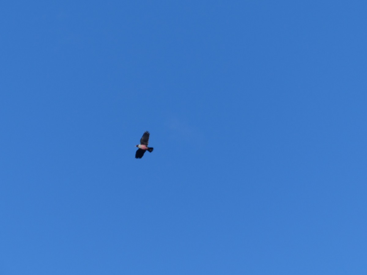 Blutgesichtspecht - ML646620212