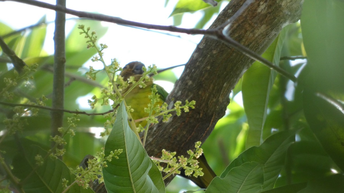 aratinga hnědohrdlý - ML646620213