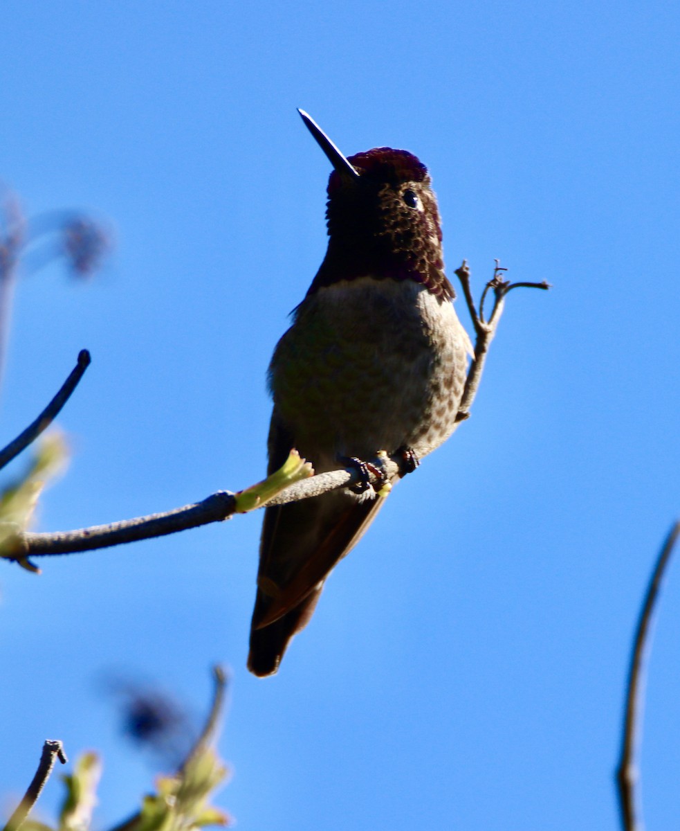 Colibrí de Anna - ML646620214