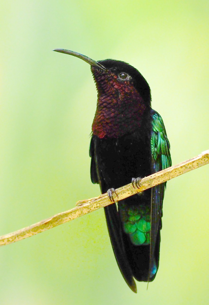 Purple-throated Carib - ML646620215