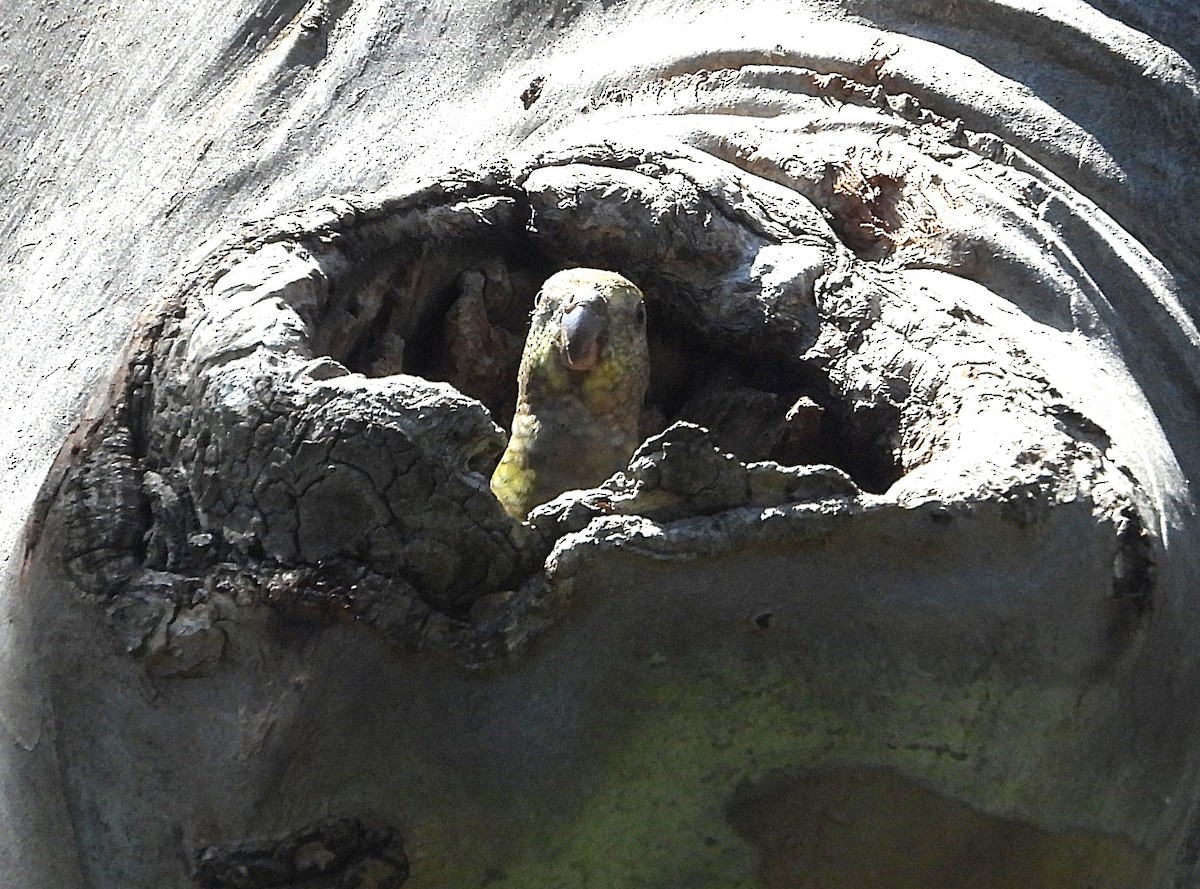 Red-rumped Parrot - ML646620216