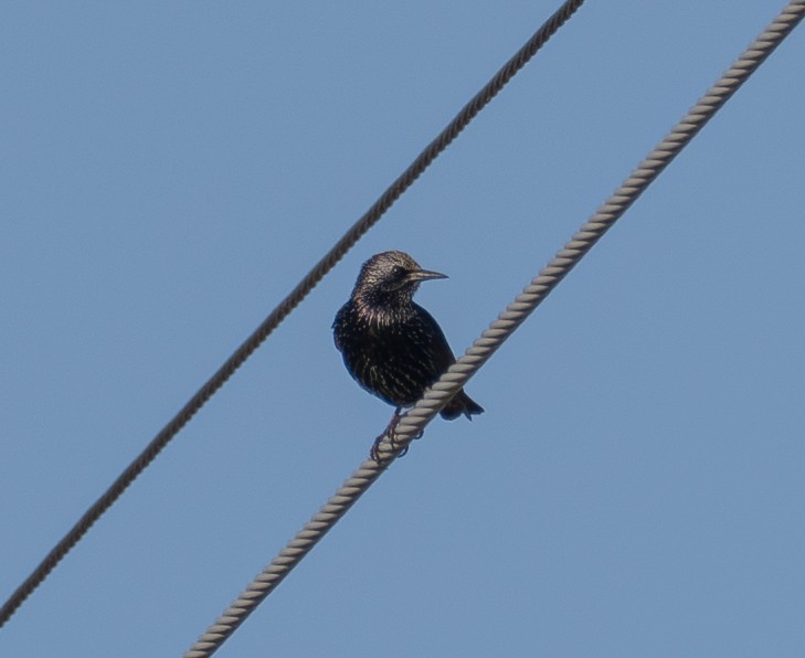 European Starling - ML646620217