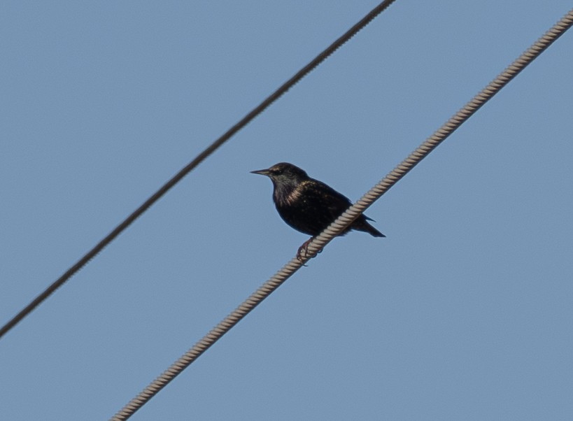 European Starling - ML646620218