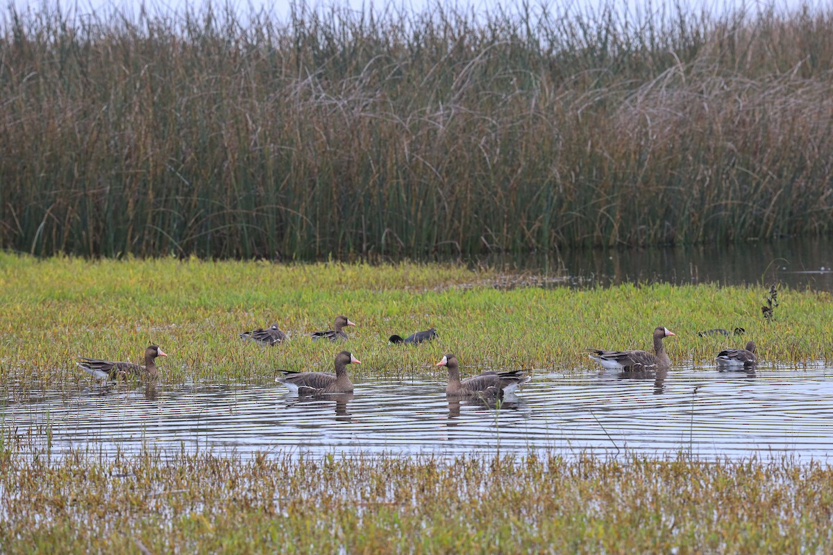 Oca lombardella - ML646620219