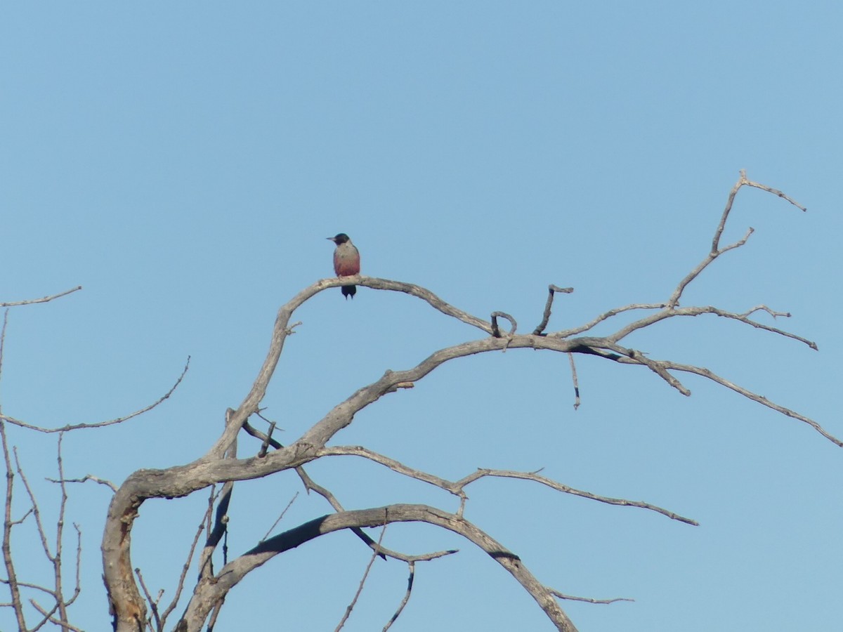 Blutgesichtspecht - ML646620220