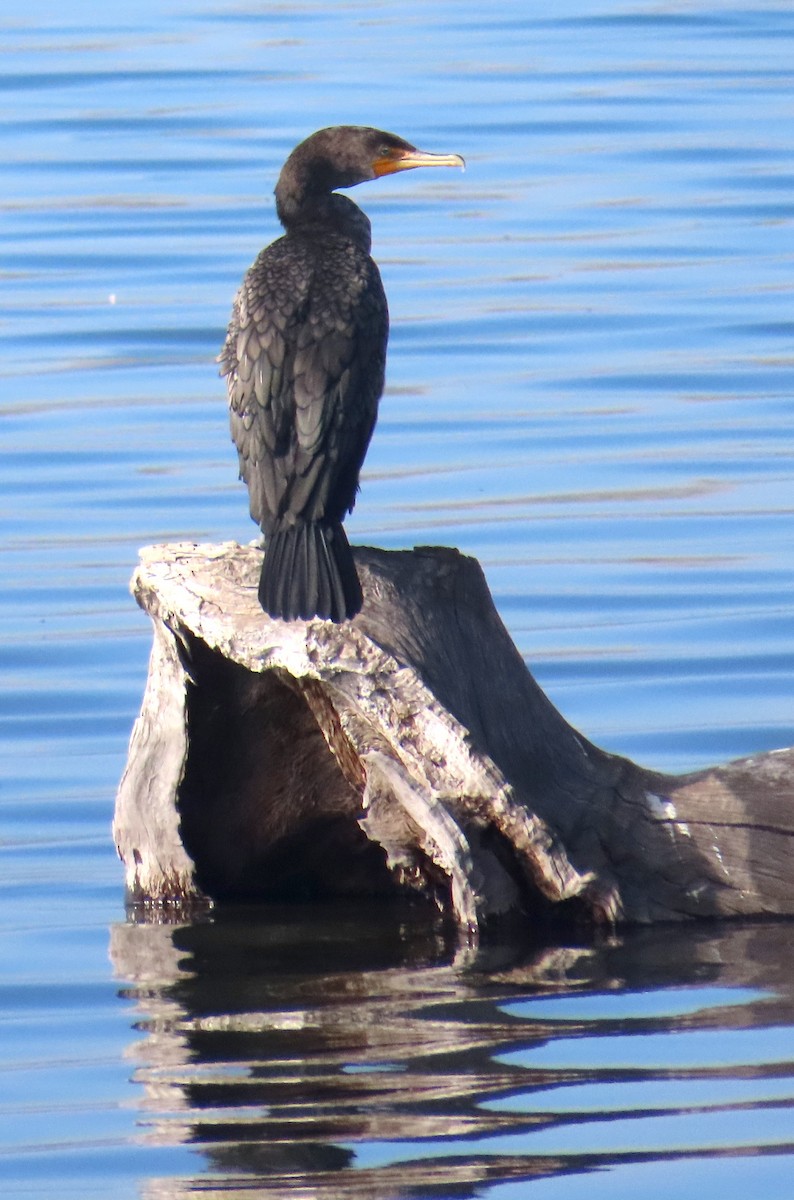 Double-crested Cormorant - ML646620221