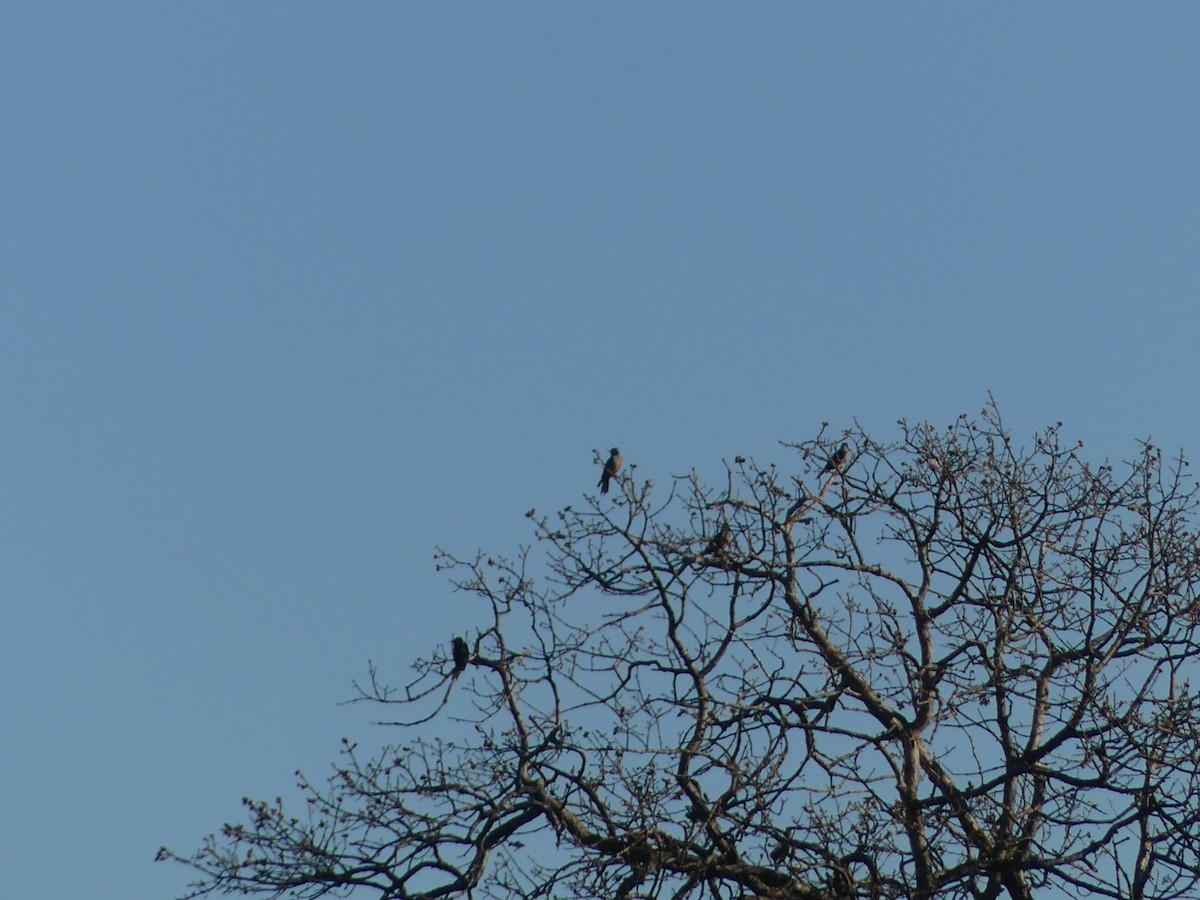 Blutgesichtspecht - ML646620222