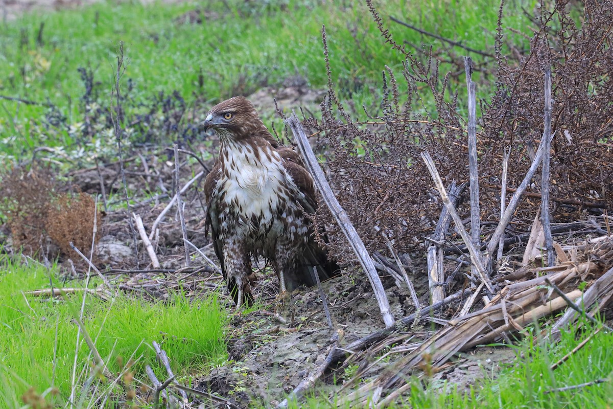 Poiana codarossa - ML646620224