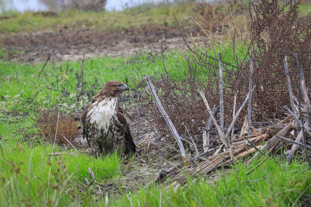 Poiana codarossa - ML646620225