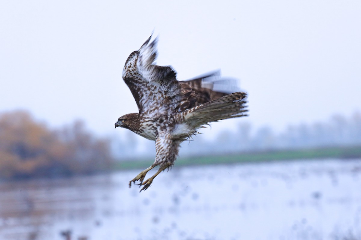 Poiana codarossa - ML646620227