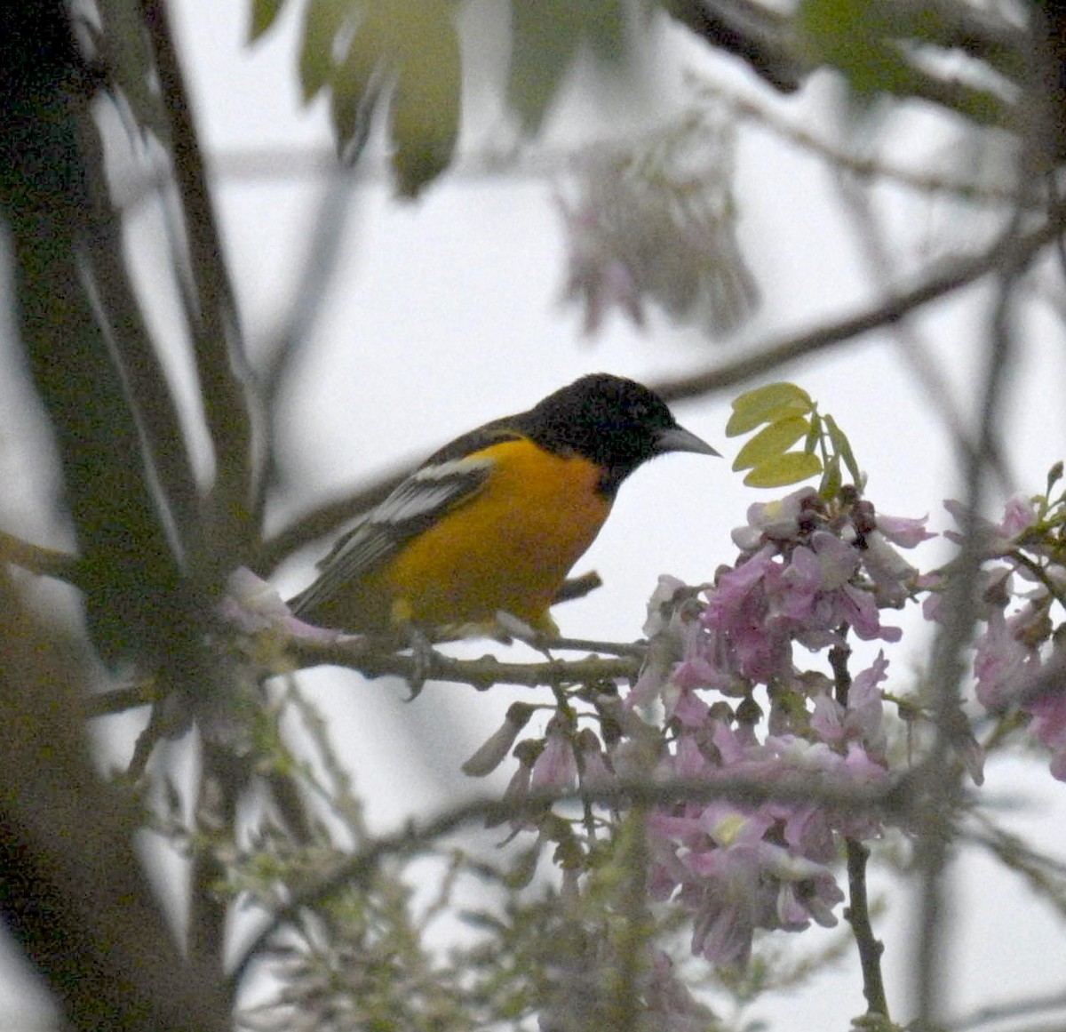 Baltimore Oriole - ML646620228