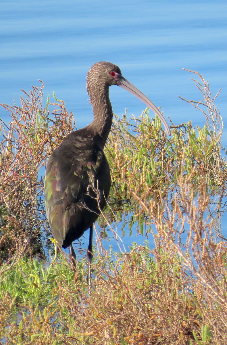 Beltzaran musuzuria - ML646620229