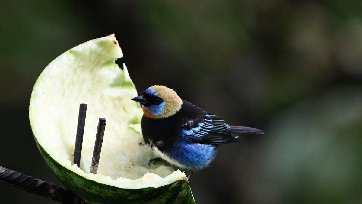 Золотистоголовая танагра - ML646620231