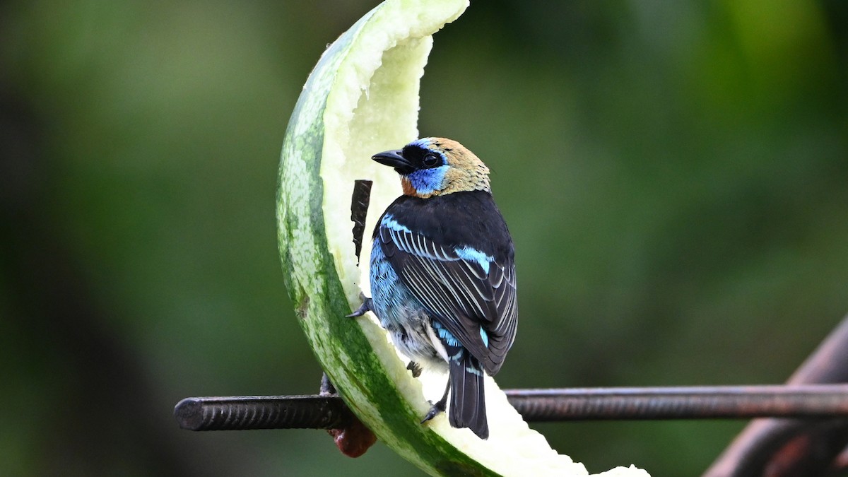 Золотистоголовая танагра - ML646620232