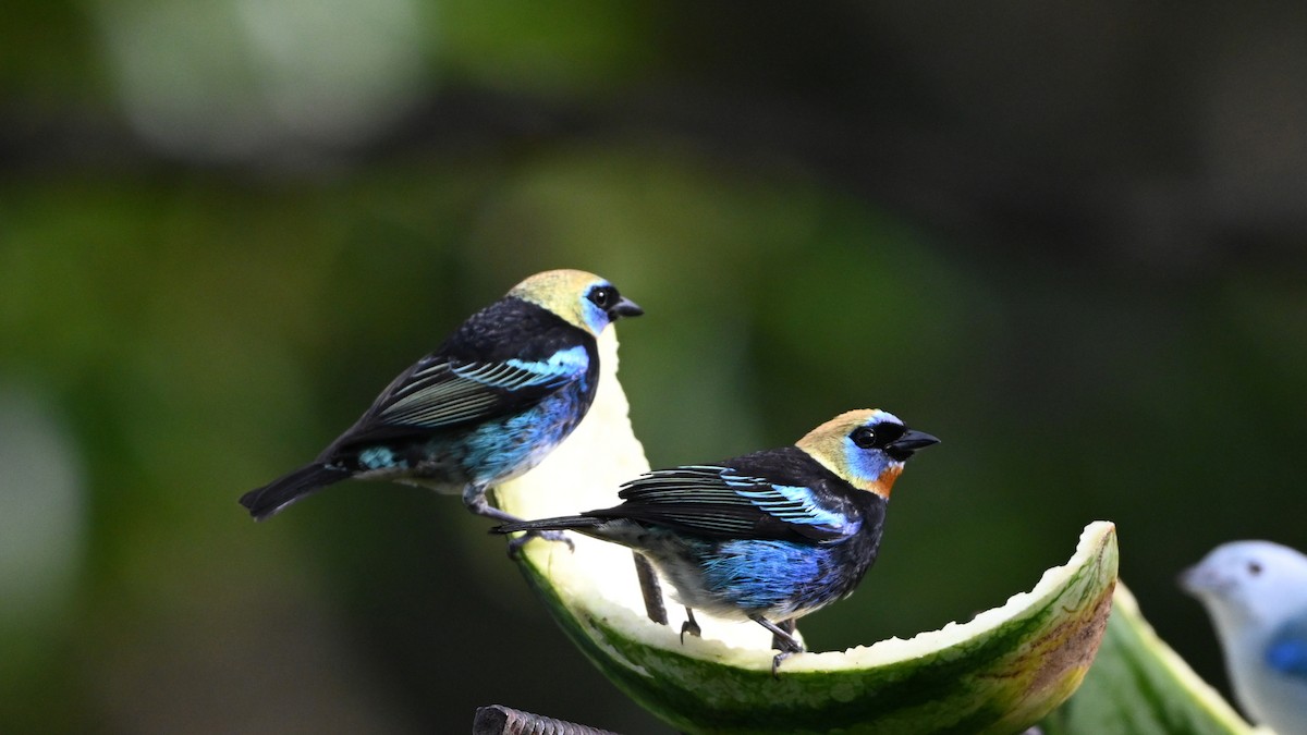 Золотистоголовая танагра - ML646620233