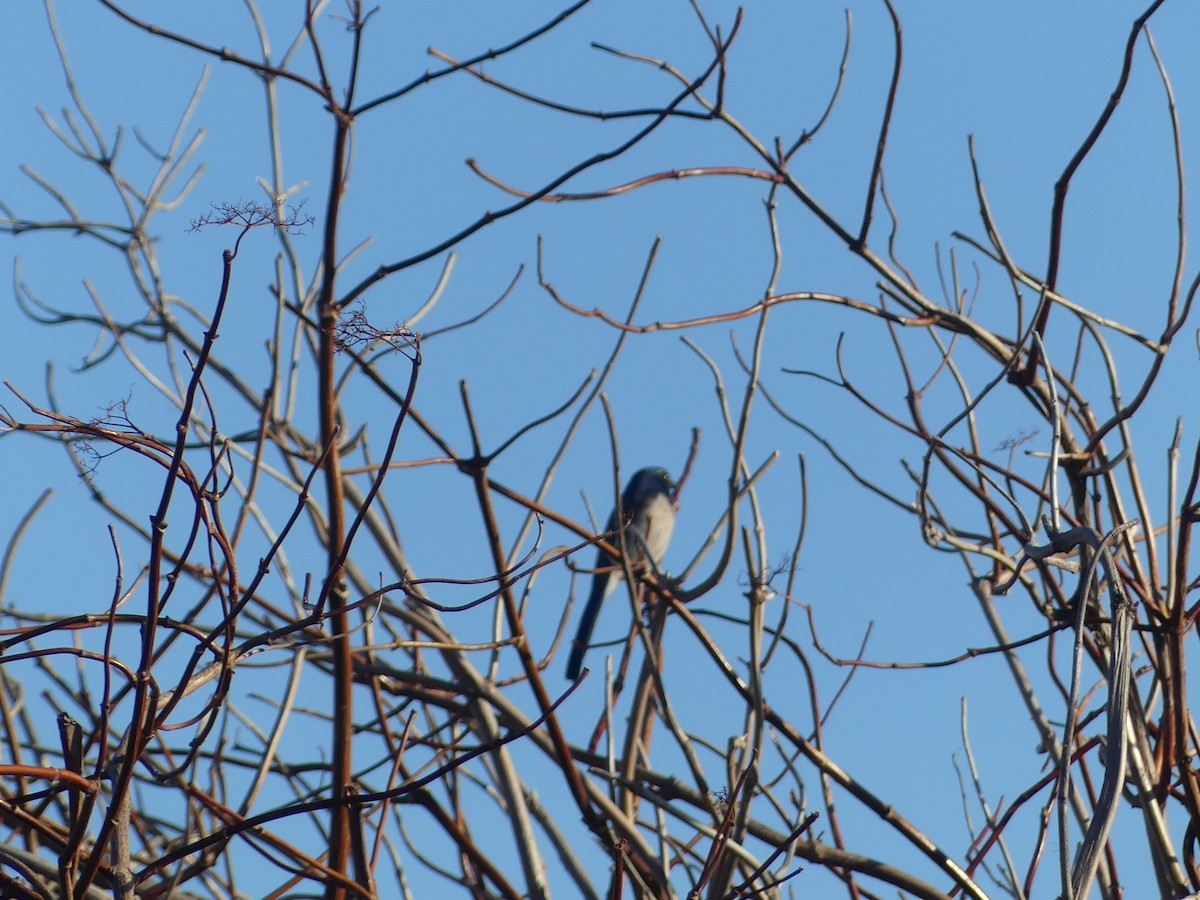 カリフォルニアカケス - ML646620234