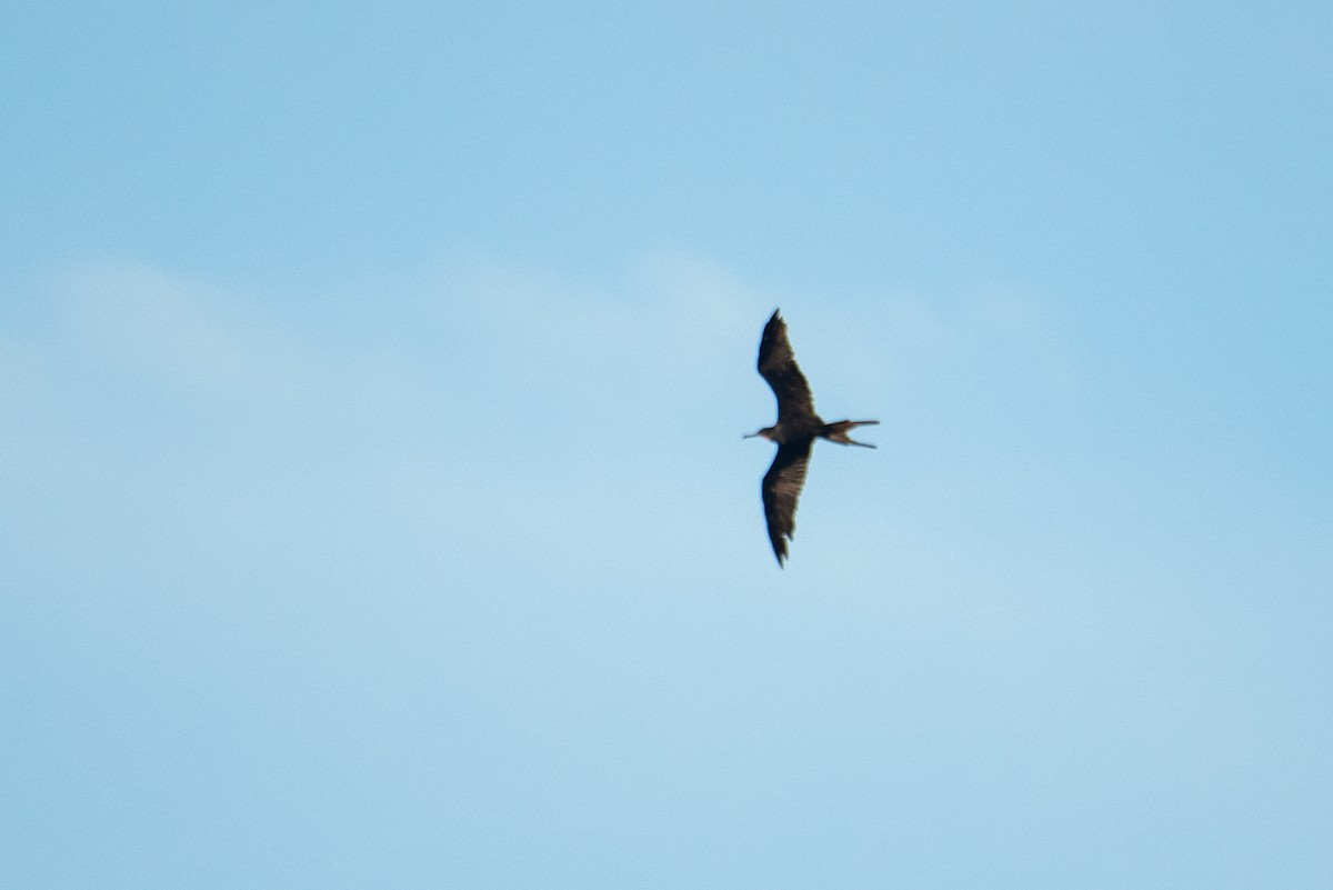 Magnificent Frigatebird - ML646620235